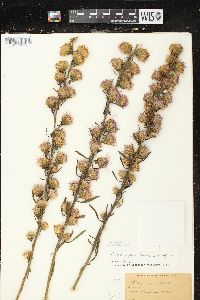 Liatris aspera image