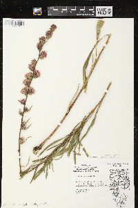 Liatris aspera image