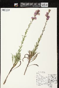 Liatris aspera image