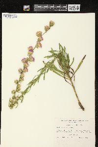 Liatris aspera image