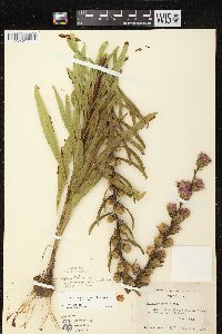 Liatris aspera image