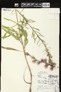 Liatris aspera image