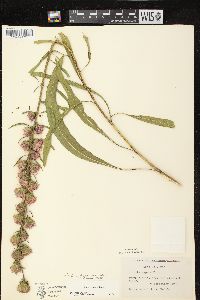 Liatris aspera image