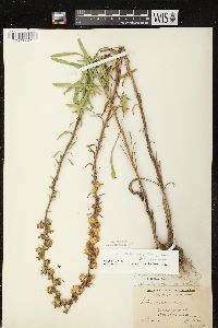 Liatris aspera image