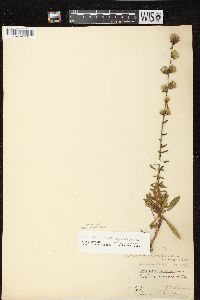 Liatris aspera image