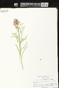 Liatris aspera image