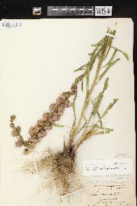 Liatris aspera image