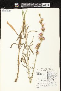 Liatris aspera image