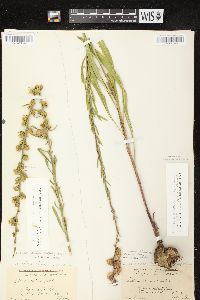 Liatris aspera image