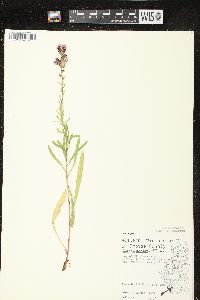 Liatris aspera image