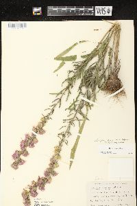 Liatris aspera image