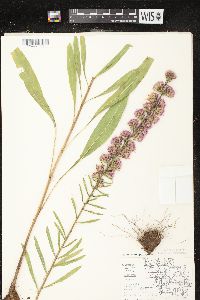 Liatris aspera image