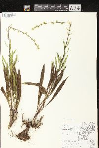 Liatris aspera image