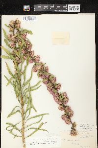 Liatris aspera image