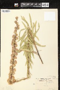 Liatris aspera image