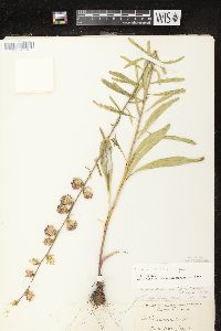 Liatris aspera image