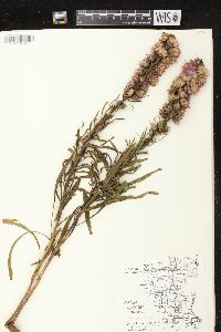 Liatris aspera image