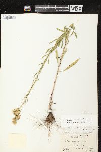 Liatris aspera image