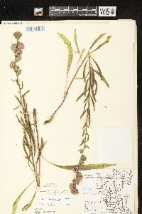 Liatris aspera image