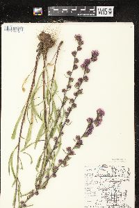 Liatris aspera image