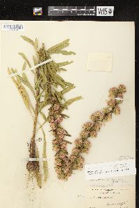 Liatris aspera image