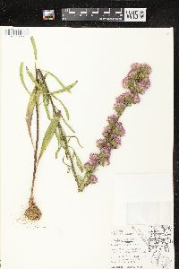 Liatris aspera image