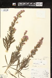 Liatris aspera image