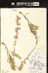 Liatris aspera image