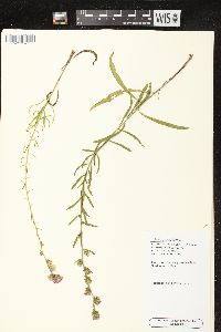 Liatris aspera image