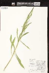 Liatris aspera image