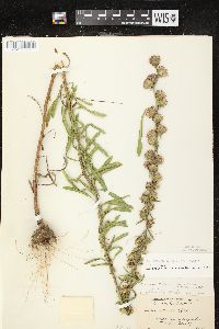 Liatris aspera image