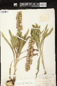 Liatris aspera image