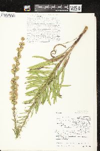 Liatris aspera image