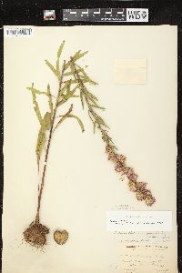 Liatris aspera image