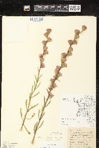 Liatris aspera image