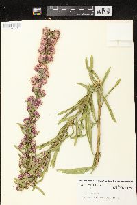 Liatris aspera image