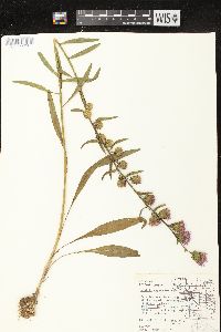 Liatris aspera image