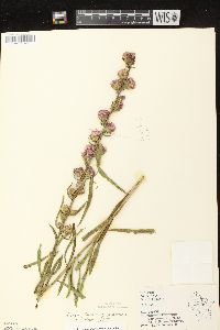 Liatris aspera image