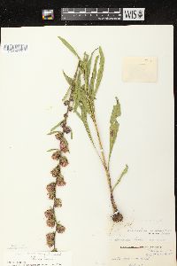 Liatris aspera image