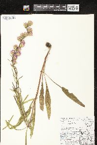 Liatris aspera image