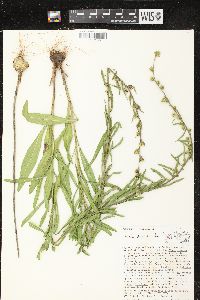 Liatris aspera image