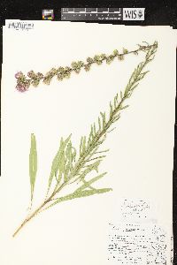 Liatris aspera image