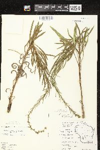 Liatris aspera image