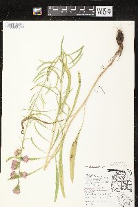 Liatris aspera image