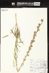 Liatris aspera image