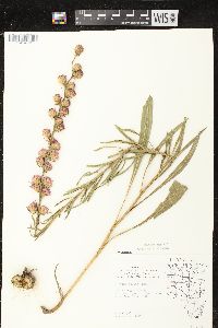 Liatris aspera image