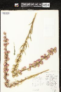 Liatris aspera image