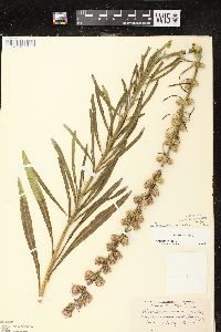 Liatris aspera image