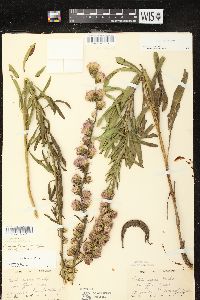 Liatris aspera image