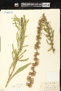 Liatris aspera image